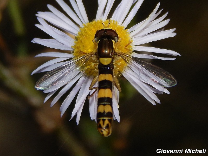 La vita in un fiore (Erigeron annuus)